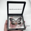 1pcs Real Butterfly Specimen Insect Home Decor Photo Frame   Desk Decoration Figurines Birthday Gift Teaching Training 2
