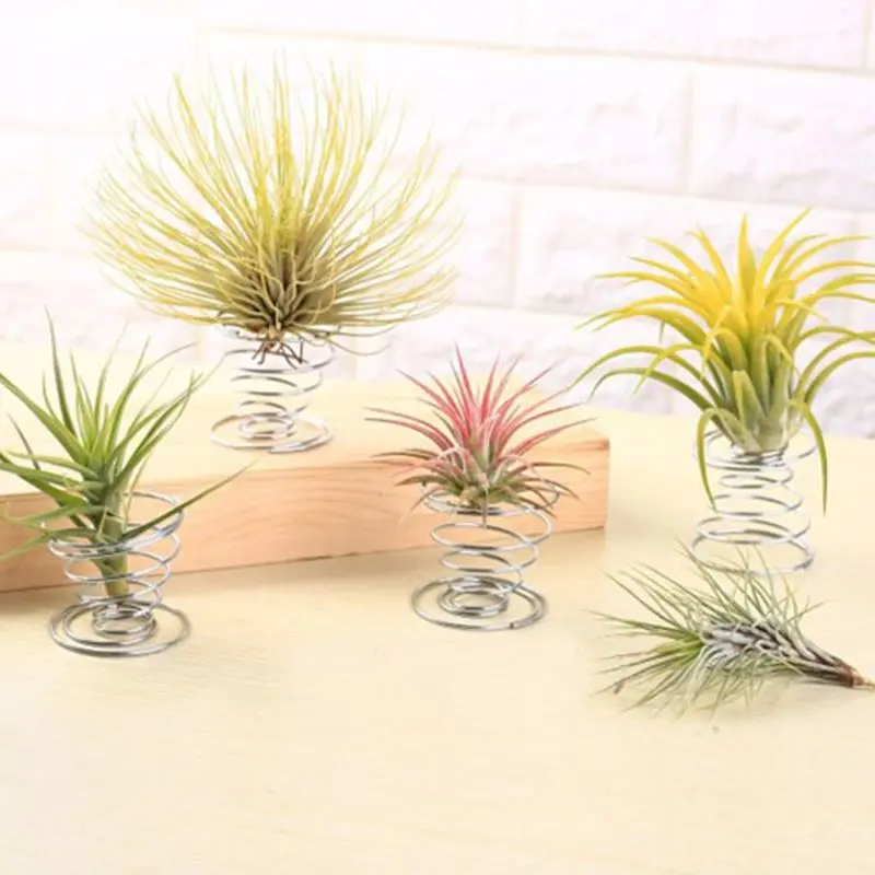 20 Pcs Air Plant Container Tillandsia Holder for Displaying Air Plant Durable Wide Usage DIY Home Decor Gift