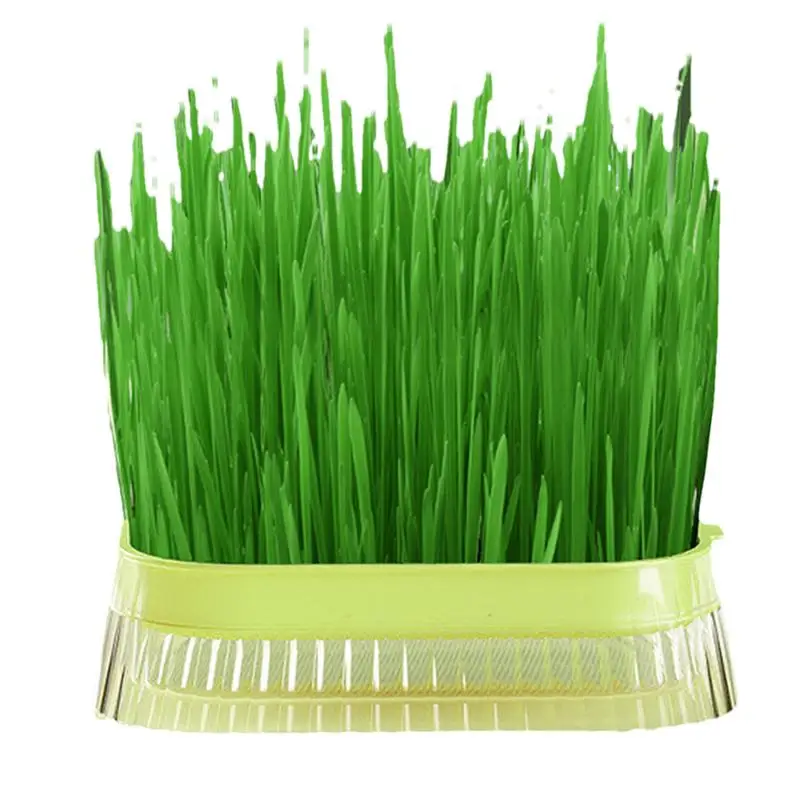 

Cat Grass Planter Cat Grass Plant Bowl Hydroponic Plant Cat Grass container Soilless Culture Sprout Tray Cat Grass Planting kit