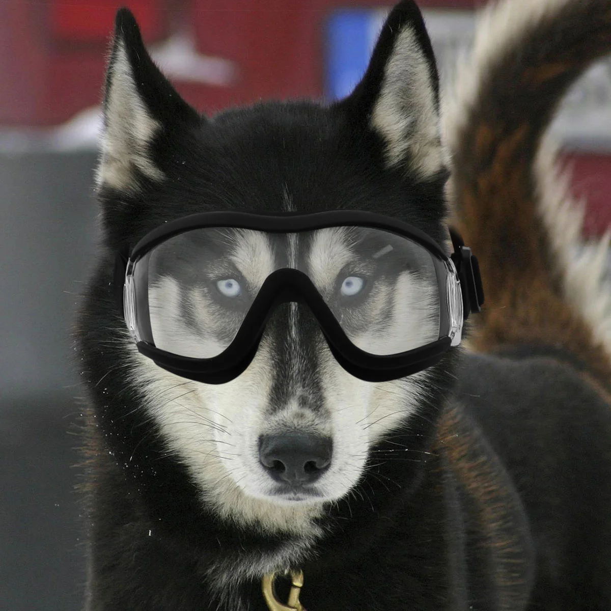 Okulary dla psa przezroczyste gogle na motocykl okulary przeciwsłoneczne  koty wiatroszczelne gogle dla zwierząt okulary ochronne oczu - AliExpress