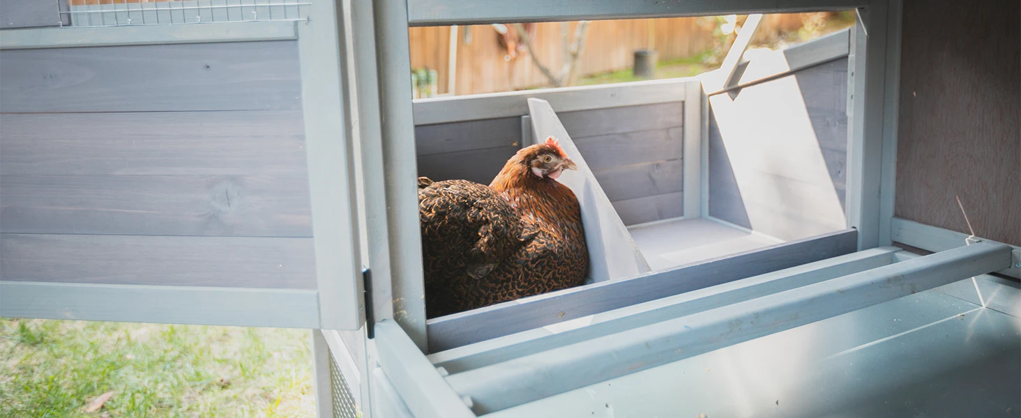 chicken coop with nesting box