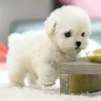 2025 Giocattolo per cani robot interattivo intelligente, cucciolo elettronico con sensore tattile - Il miglior regalo per cani robot tomogachi per animali domestici virtuali per ragazze