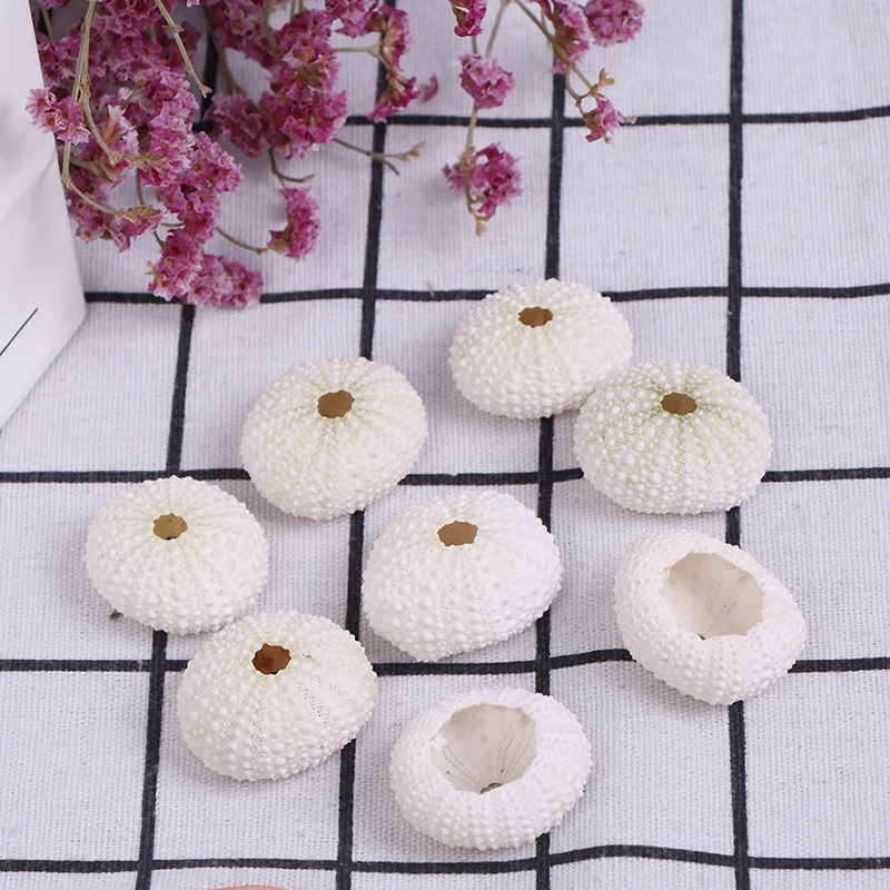 2pcs Natural Sea Urchin Shell Conch Tillandsia Potted Plant Home Decoration Hot!