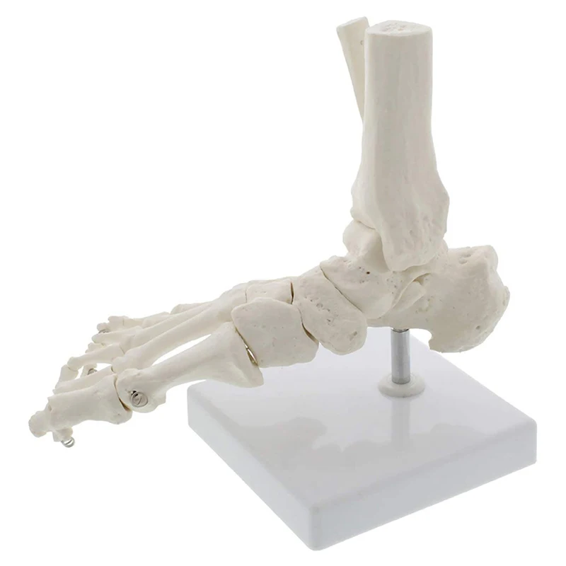 Anatomical Models 1:1 Human Foot Palm Skeleton Anatomy Model Medical Science Student Teaching Resources Anatomia Humana Biologie Use Tools Kit Set