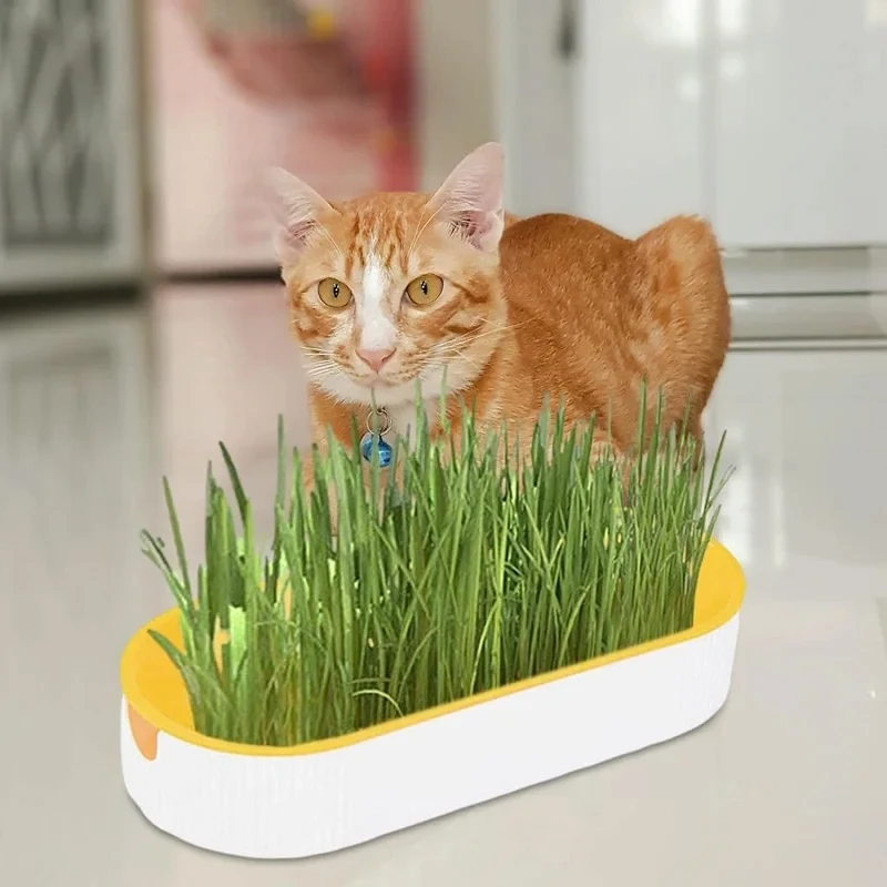 Hydroponic Cat Grass Box Cat Treats Catnip Hydroponic Soilless Planting Grass Pot Set for Easy Growth