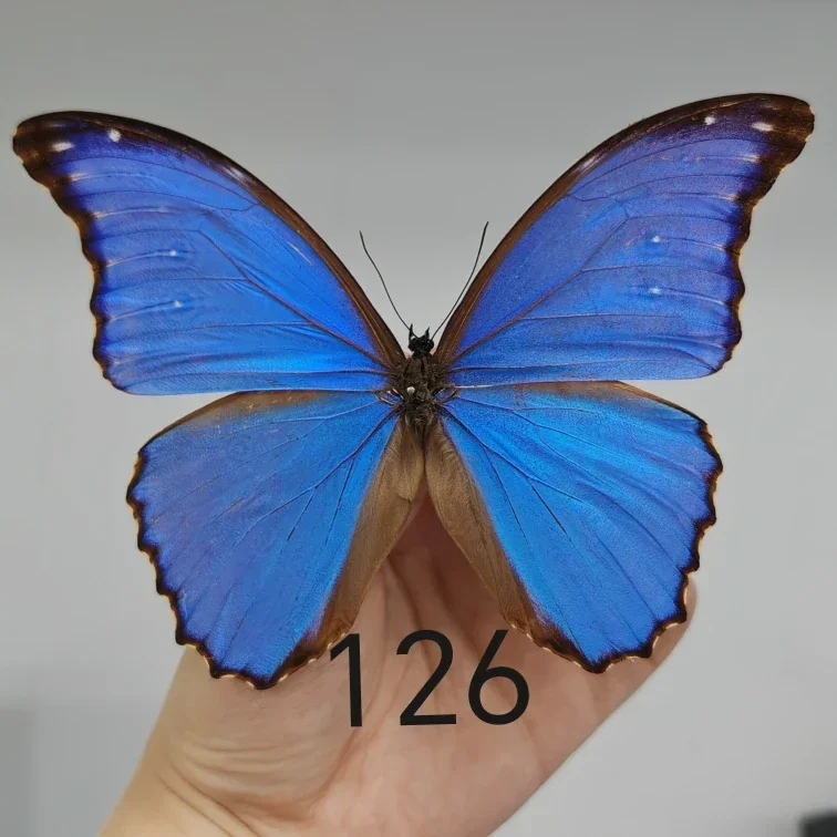 Morpho Didius Real Butterfly Specimens Original Butterfly Wings Spread Out  Animal Specimens Valentine's Day Gift Home Decor 6