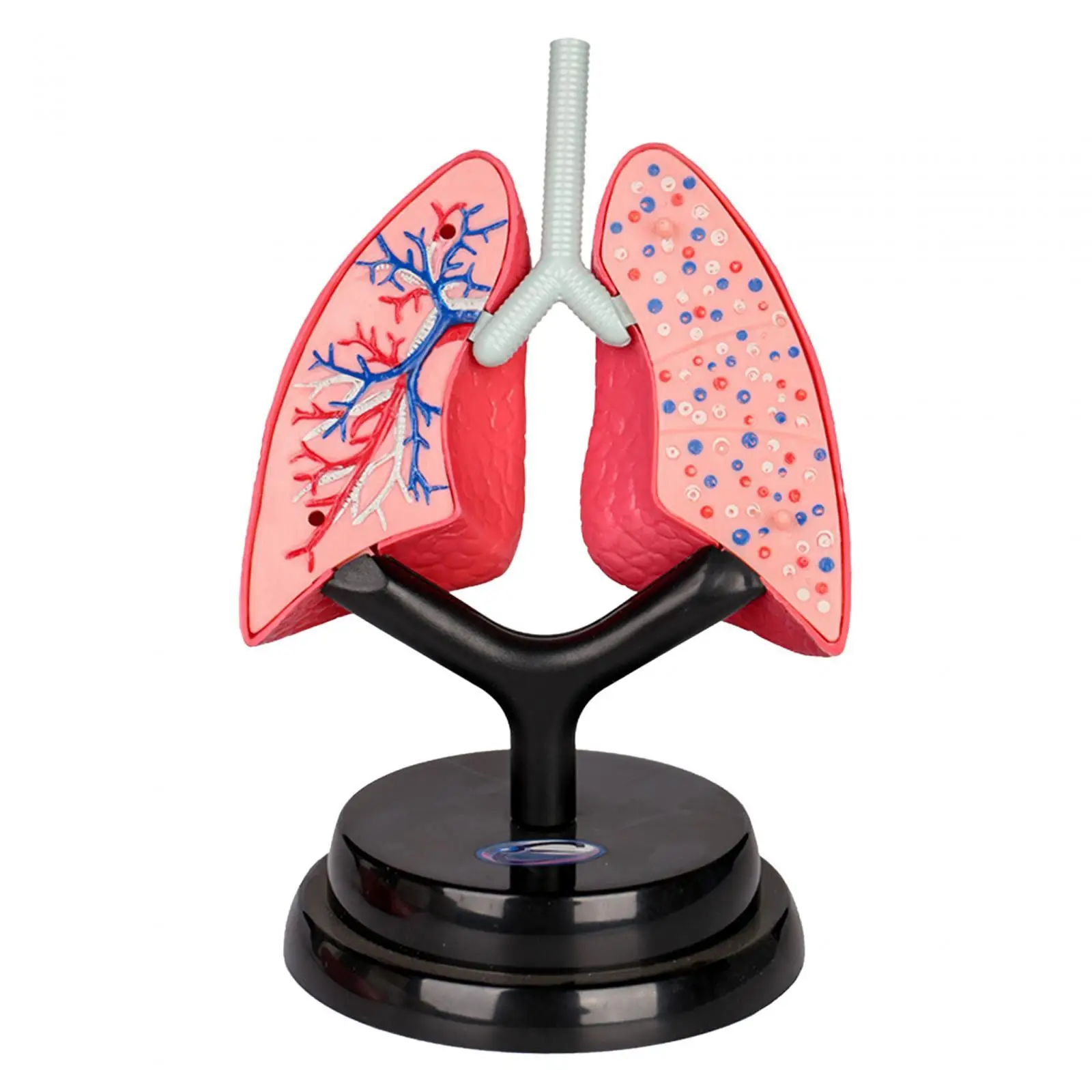 Respiratory System Model DIY Assembly Removable Human Lung Model for Preschool Home Demonstration Spatial Awareness Kids Child