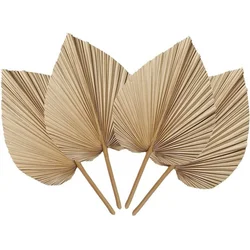 Set of 4 Natural Dried Palm Leaves for Elegant Boho and Home Decor