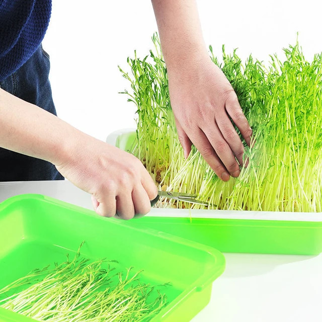 2Db/Tétel Magvak Óvodai Edények Hidroponikus Babcsírainak Termesztése Tányér Zöldségfélék Segítetlen Palánta -Emelési Medence Hajtásokhoz - Image 5
