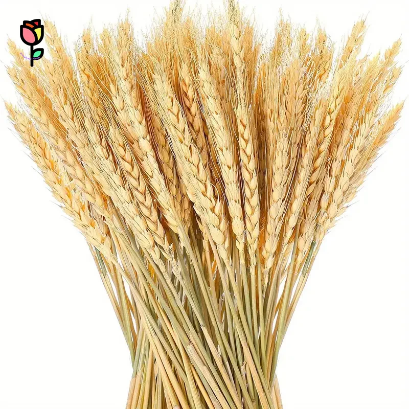 

50PCS Natural Wheat Ear Dried Flower For Boho Home Decor Table Wedding Chriatmas Autumn Decoration DIY Preserved Plants Bouquet