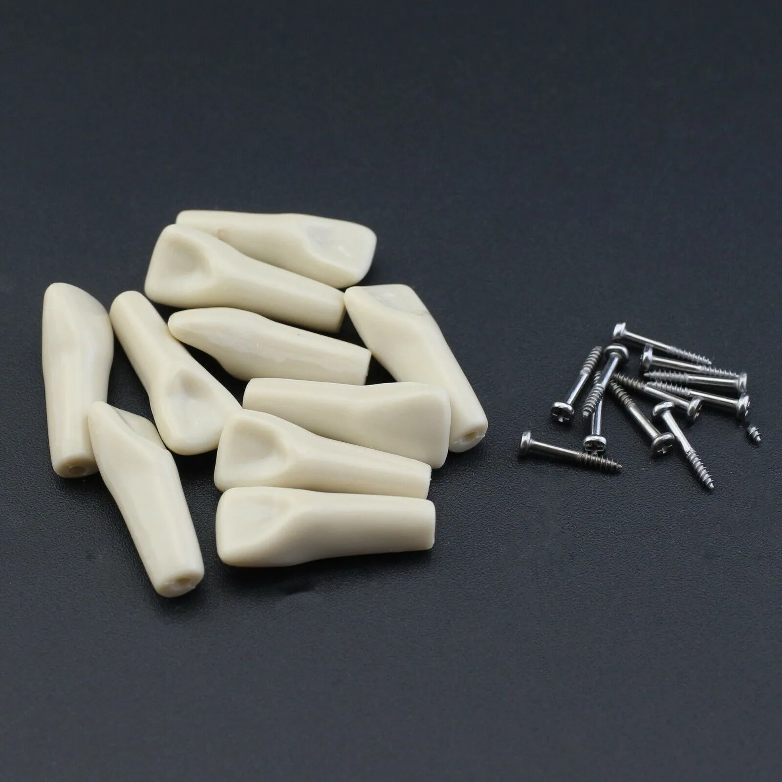 치과 Typodont Columbia Dentoform 860 타입 32 치아 제거 가능, 치과 실습 Typodont 치아 모델
