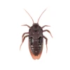 Top Infrared Remote Control Mock Fake Ants/ Cockroaches /Spiders RC Toy for Kids,Dark brown 2