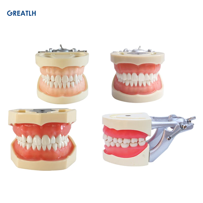 

Removable Standard Model Polyster Model Dental Standard Teeth Model Dentist Student Teaching Study Model