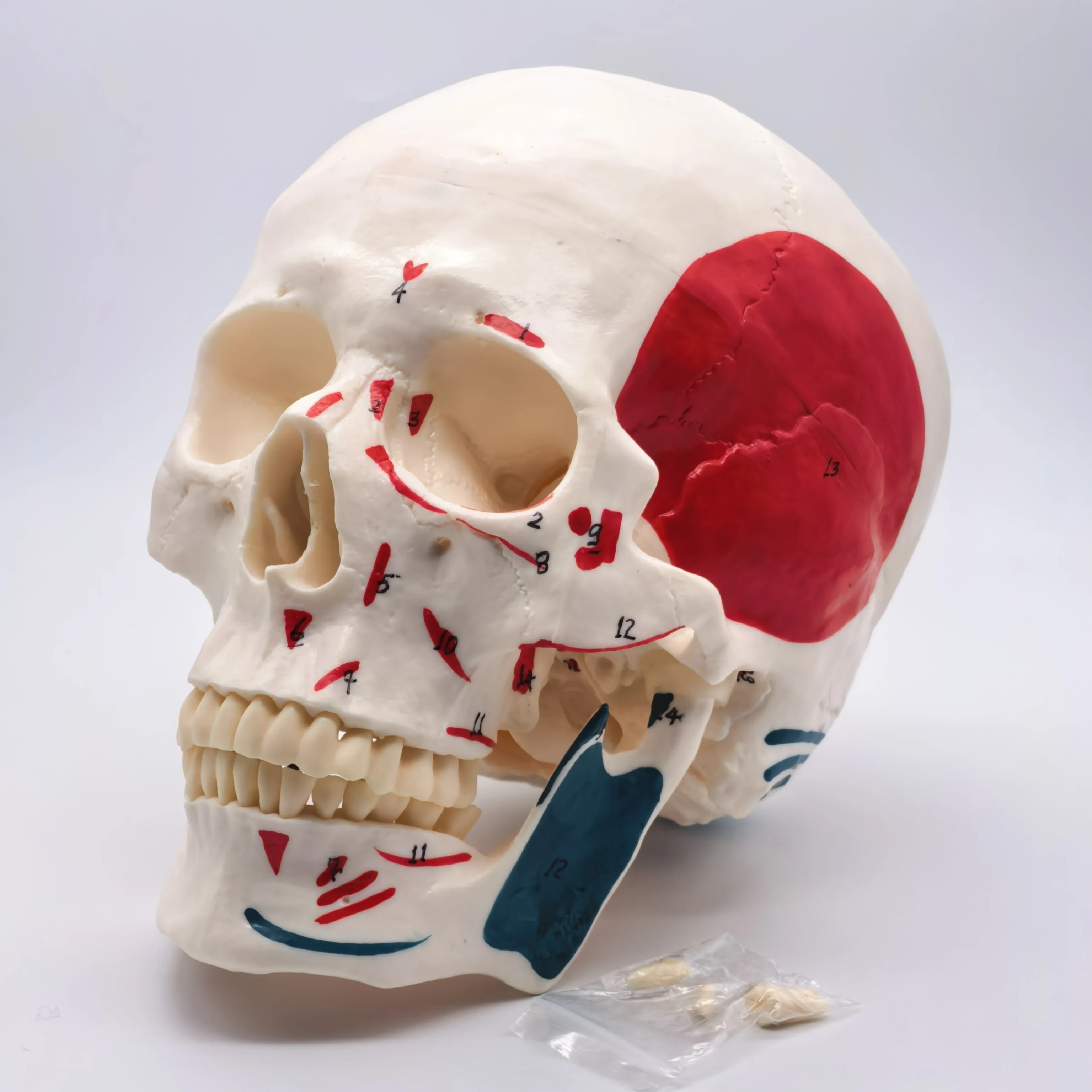 Human Skull Anatomy Model 6