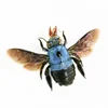 Real Insect Specimen Beetle Scarabaeidae Hornet Ants Student Observation Handicraft Collection Gift Home Decoration Taxidermy 2