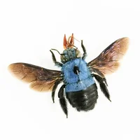 Real Insect Specimen Beetle Scarabaeidae Hornet Ants Student Observation Handicraft Collection Gift Home Decoration Taxidermy 2