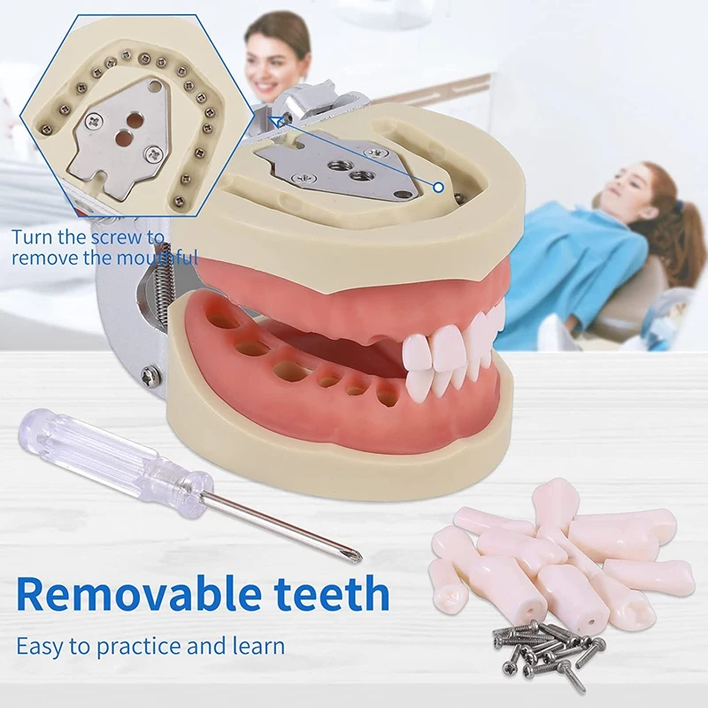 32 Typodont Teeth -̵ ġ      Typodont ÿ  