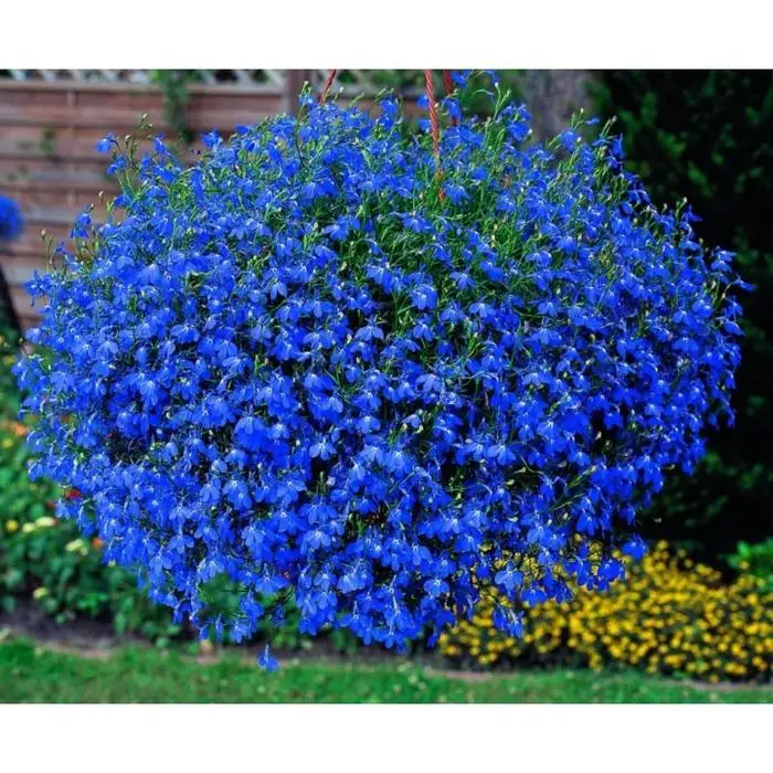 Лобелия. Цинерария primavera blueberry. Перикаллис гибридный (цинерария гибридная). Синенькие цветочки однолетки. Голубые однолетние цветы.