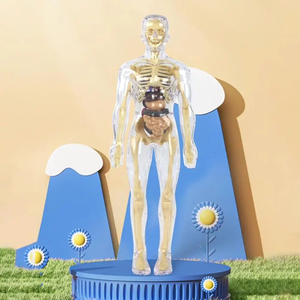 

Body Structure Toys Educational Body Model Set for Kids Explore Life Science Lab with Detachable Body Structure Toys for Kids