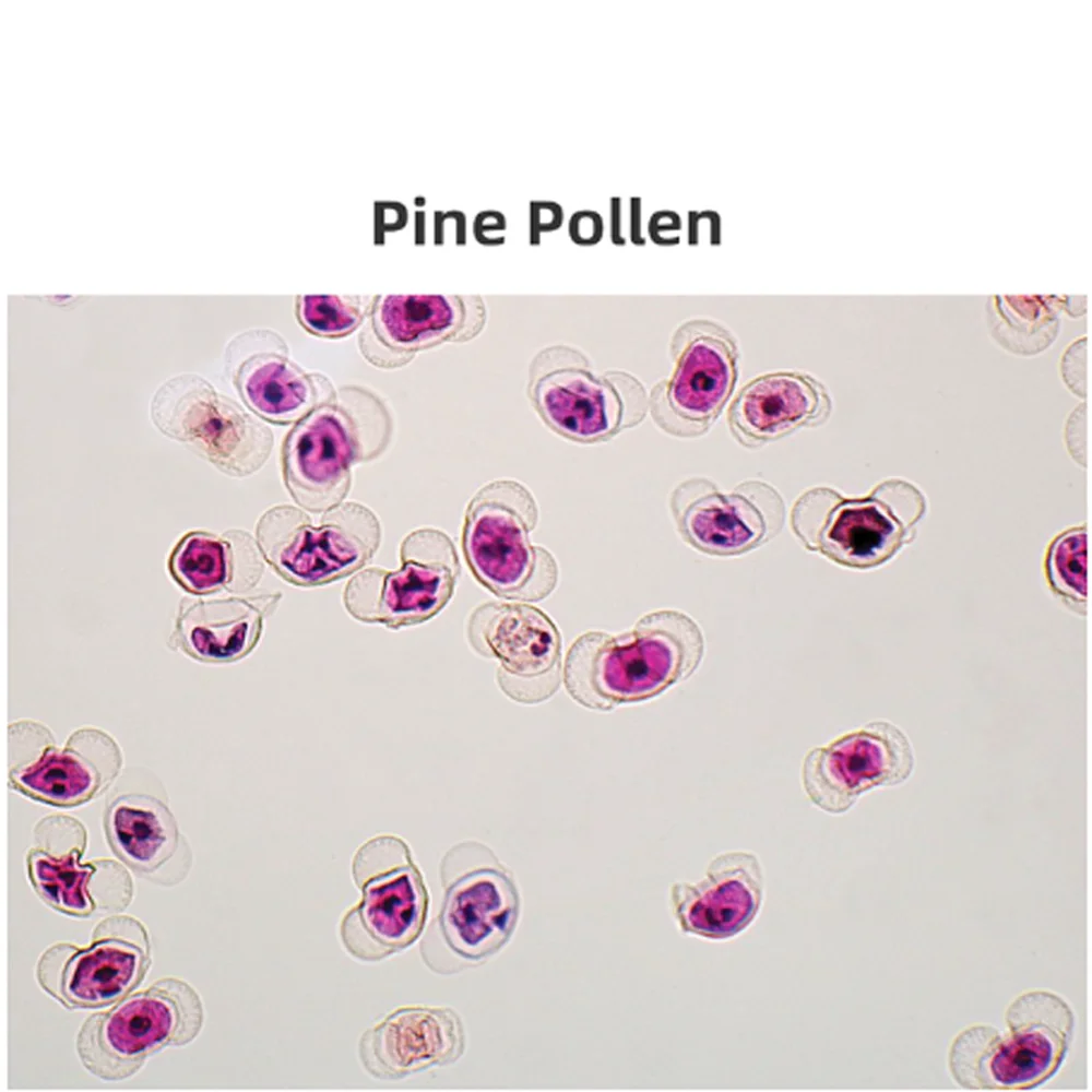 100 Vetrini Per Microscopio Preparati - Campioni Biologia Piante, Insetti, Tessuti Umani Per Studenti - Foto 7