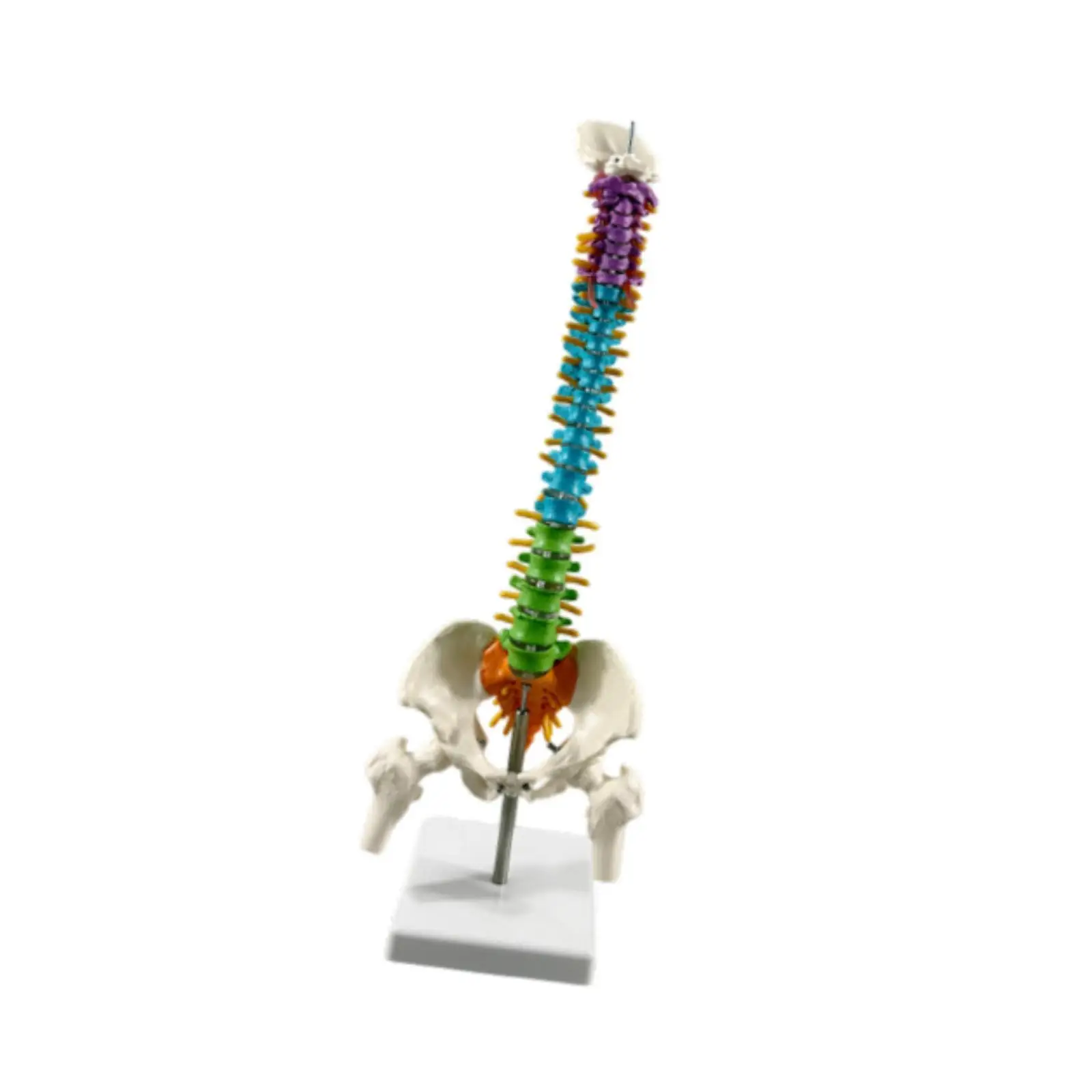 Human Spine Model Column Spinal Cord Flexible for Educational Tool Teaching Supplies Classroom Biology Class Demonstration