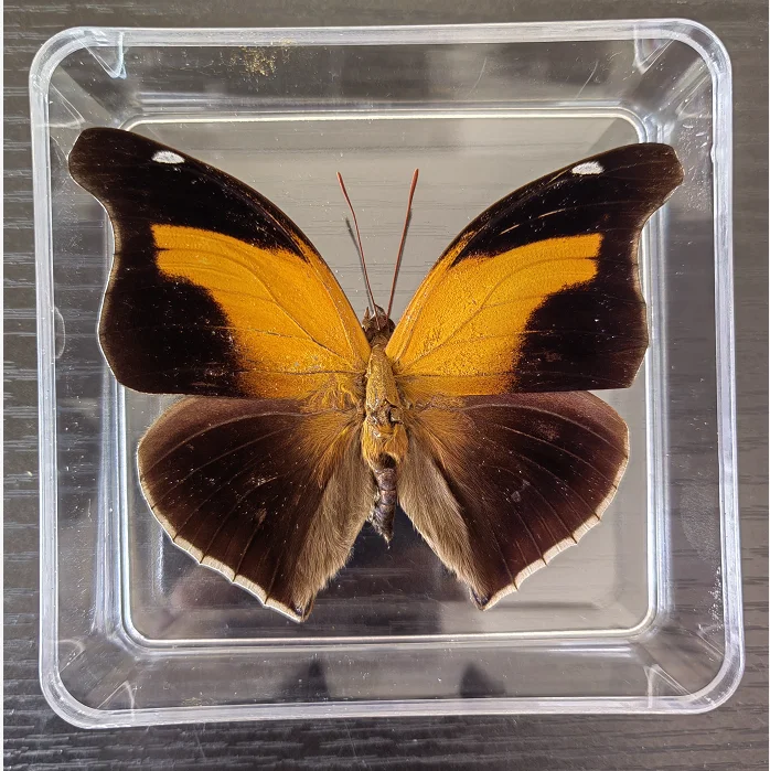 Butterfly Specimen Real Butterfly Specimen Insect Specimen Butterfly Shooting Props DIV Student Teaching Transparent Box Pack