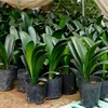 500Pcs Nursery Pot Plastic Plant Propagation Container Grow Bag Garden Supplies 8Cmx8cm 5