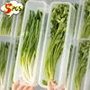 1/5PCS Food Fresh-keeping Boxes with Lid Rectangular Scallion Coriander Storage Box Transparent Kitchen Sealed Storage Container 1