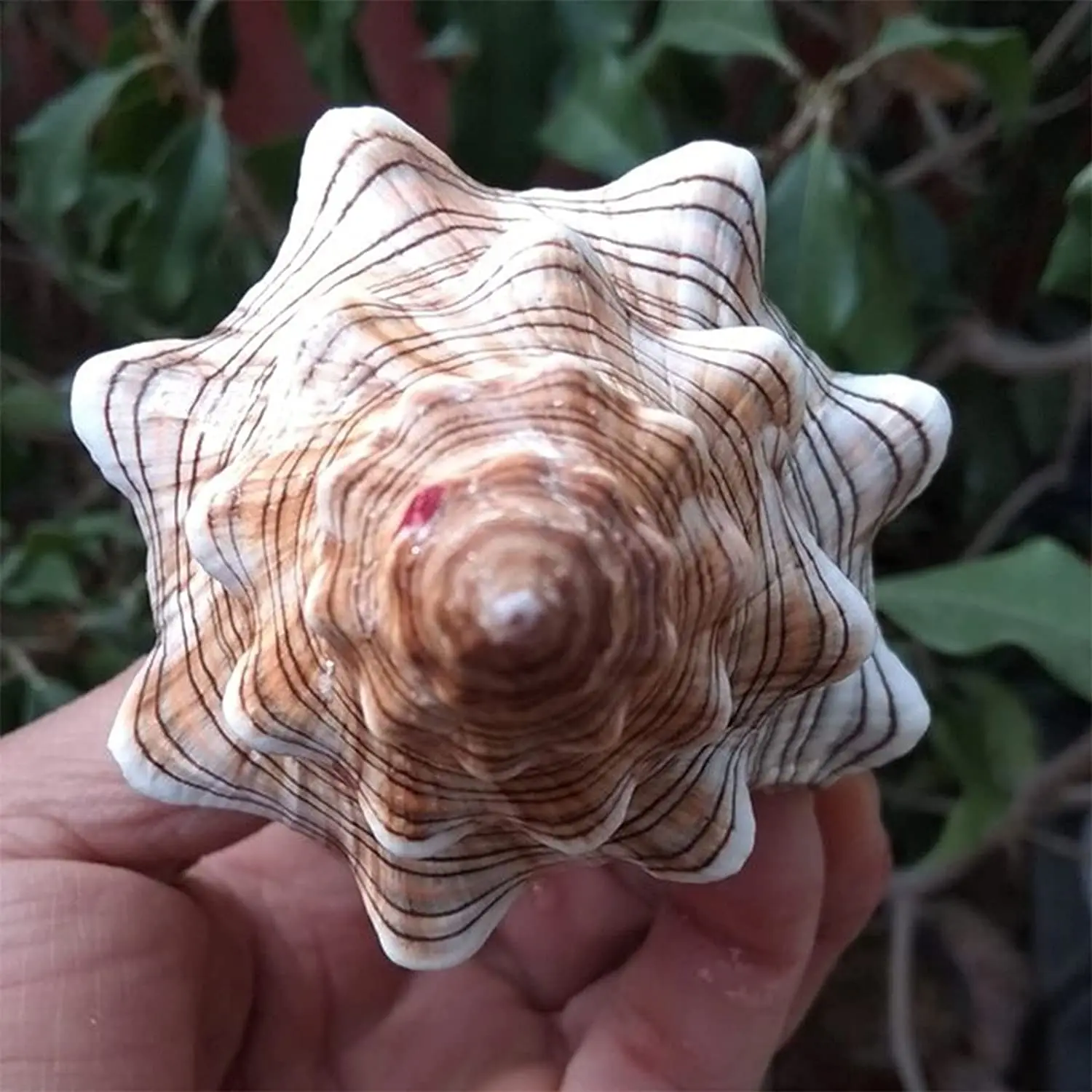 Natural Shell Ornaments Large Striped Fox Conch Shells Filamentous Horse Conch