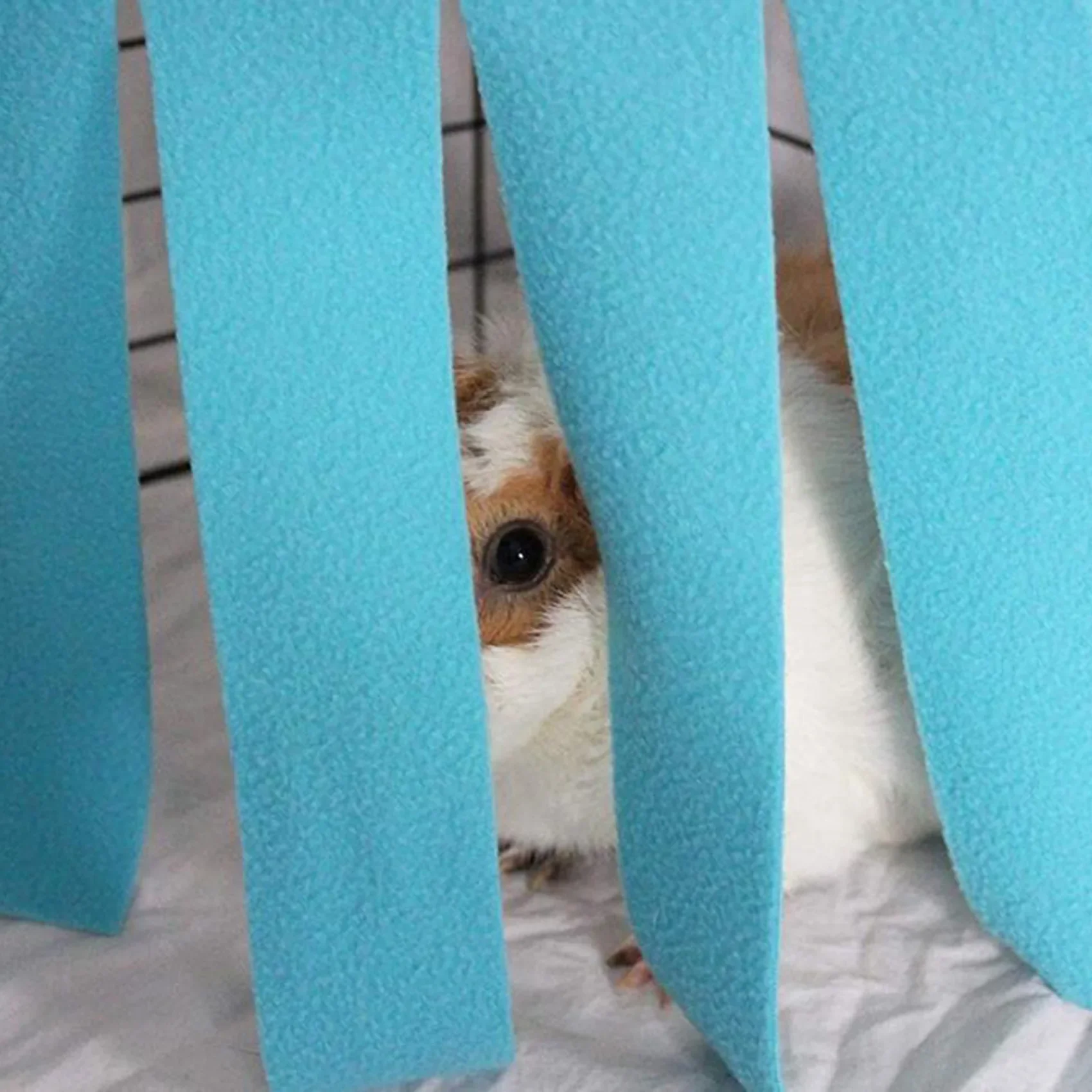 Title 3, Pet Tent Hideout Hideaway Tassel Strip Guinea ...