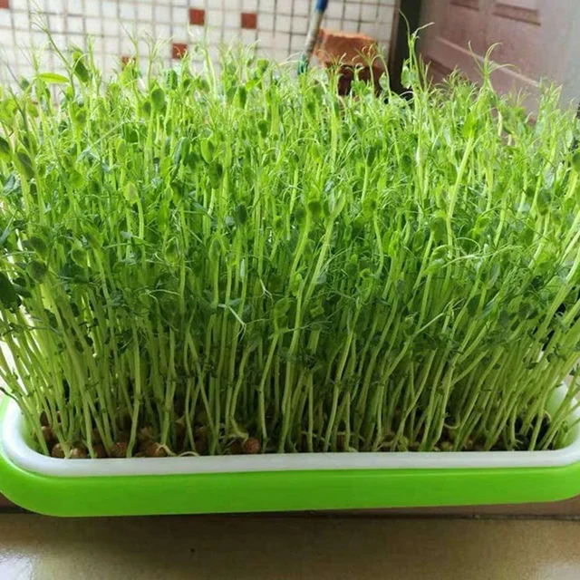 10Db Vetőmag Spruter Tálca Óvoda Csírázási Egészséges Búzafű Magvak Termelő Tálcák Kerti Otthoni Irodához - Image 5