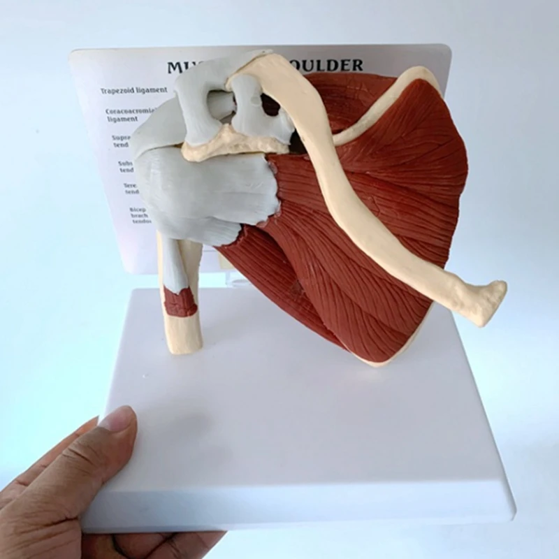 Human Shoulder Muscle Anatomy Model 3