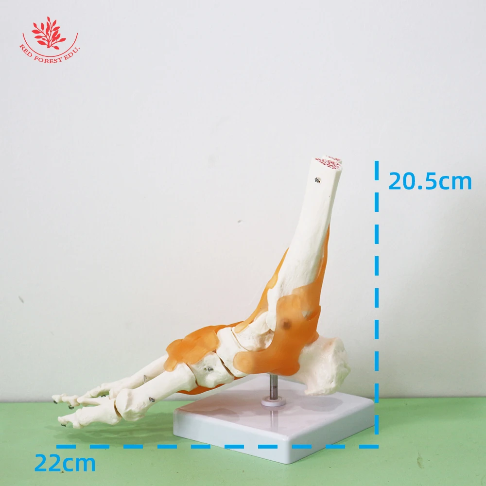 Human Joint Model Life-size One Set Ligament Hand Shoulder Elbow Hip Knee Foot FORESTEDU Medical Science Educational Tools