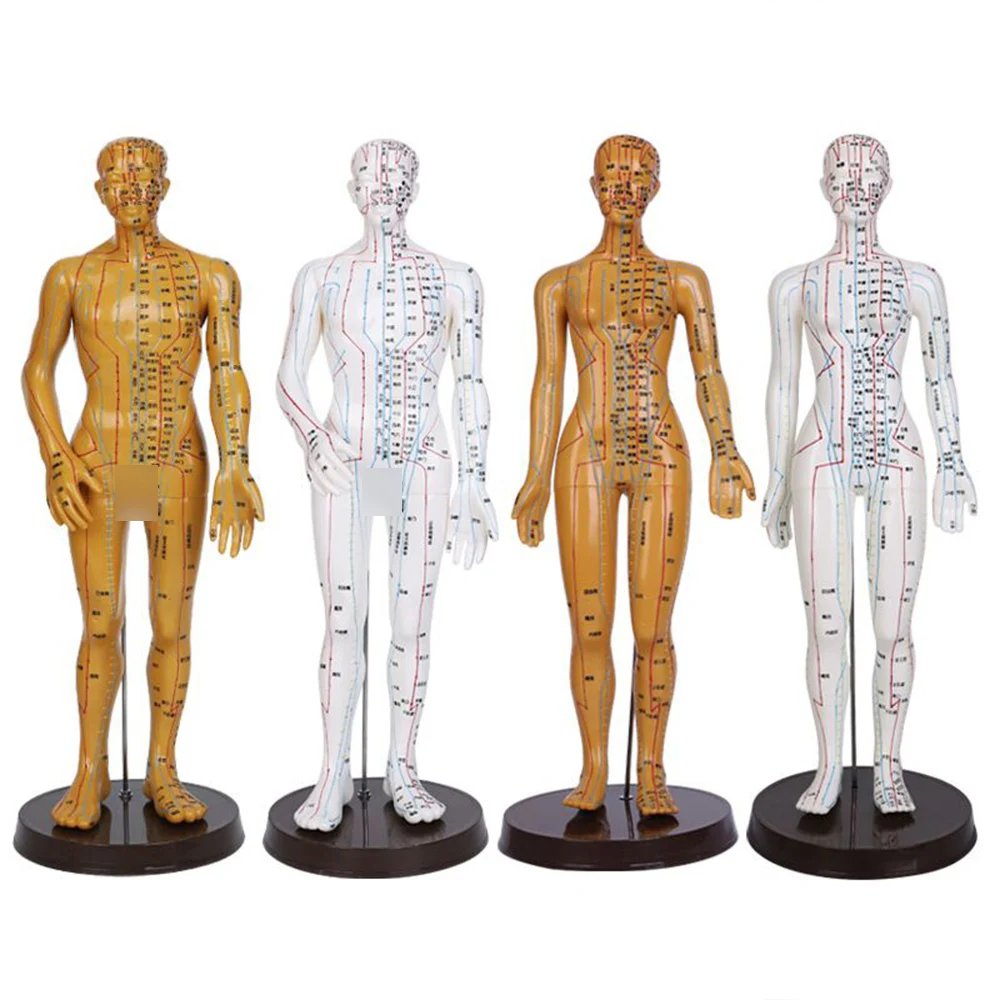 Medical Chinese Medicine Meridians Acupuncture Moxibustion 52cm Model Point Mannequin Acupuncture Model Gold White Faster Ships