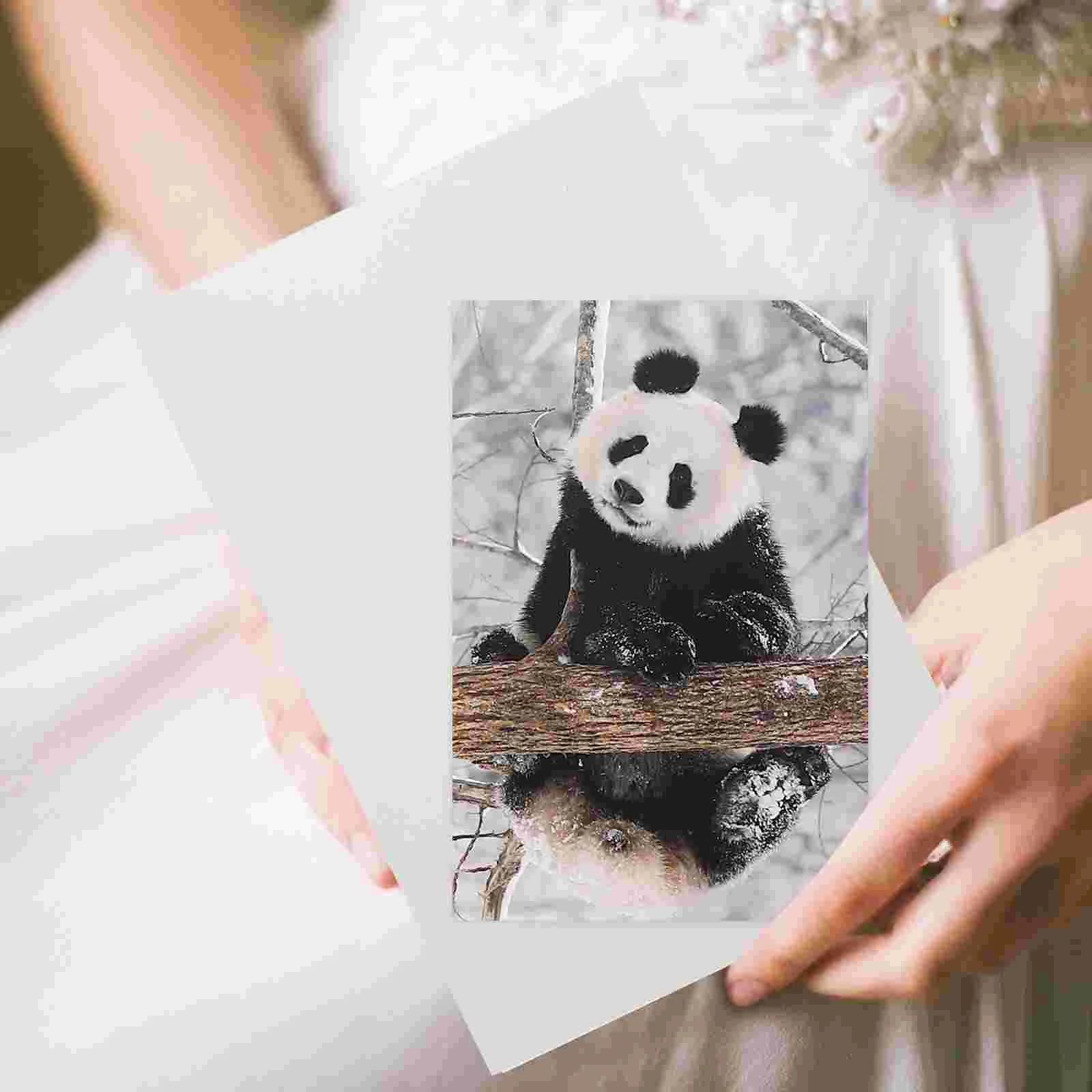 10pcs Adorable Pandas Postcards Animal Photography Series Postcard Great for Baby Showers Thanksgiving Gift