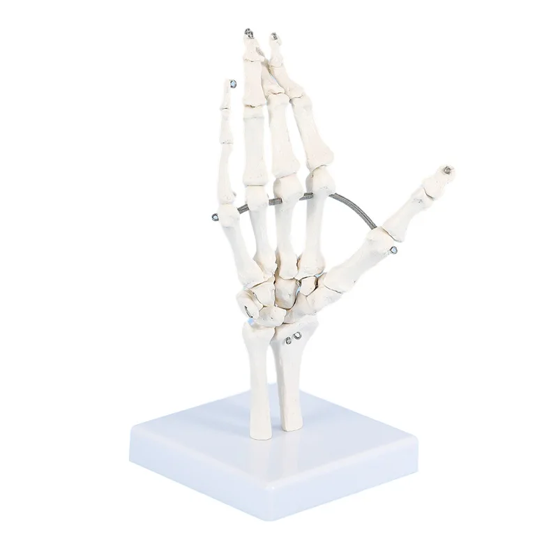1:1 Size Human Hand Joint Model Hand Skeleton Bone Wrist Vola Palms Skeleton Model Medical Science Teaching Supplies