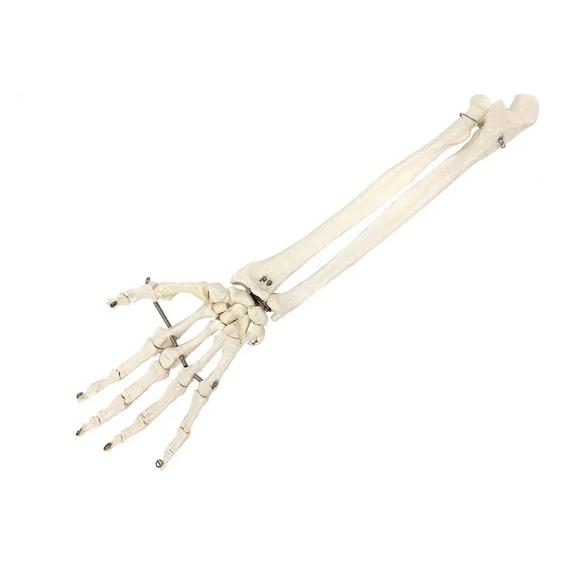 

Имитация искусства, медицинская ручная кость с ulna и радиусом, модель предплечья