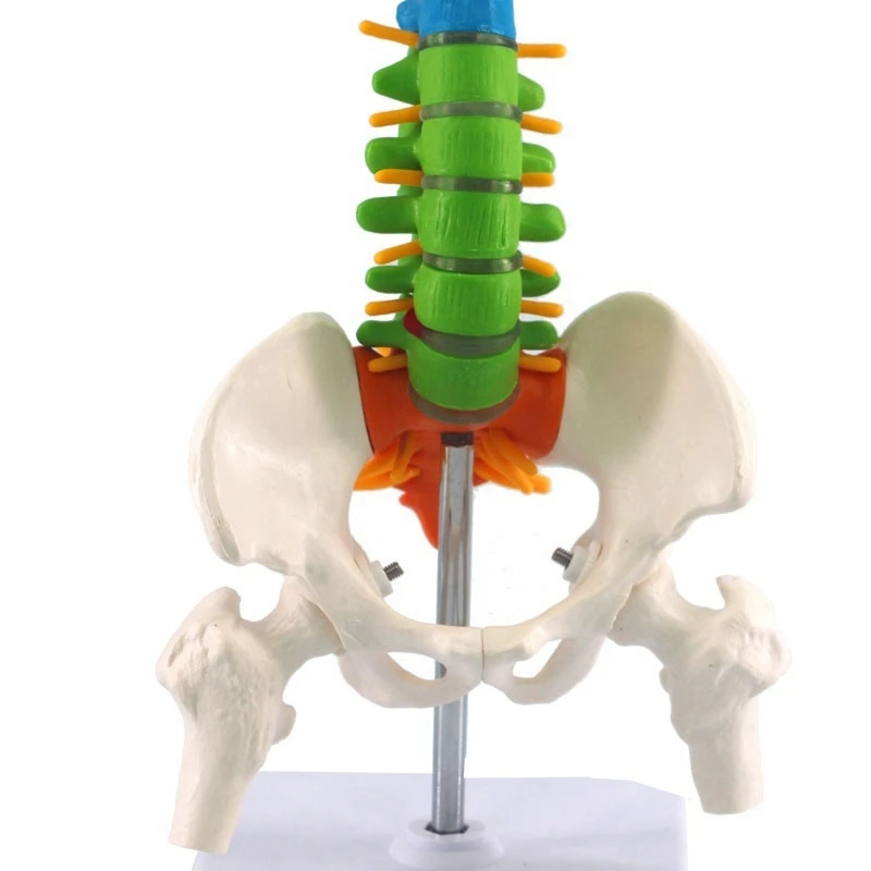 45Cm Pelvic Human Anatomical Anatomy Spine Spinal Column Model Teaching Resources for Students