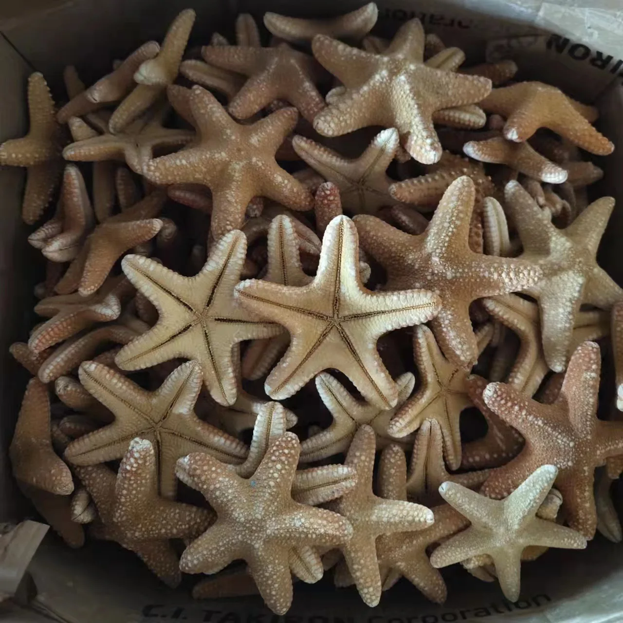 Big bread starfish natural conch shell fish tank landscaping window ornaments creative home crafts Starfish