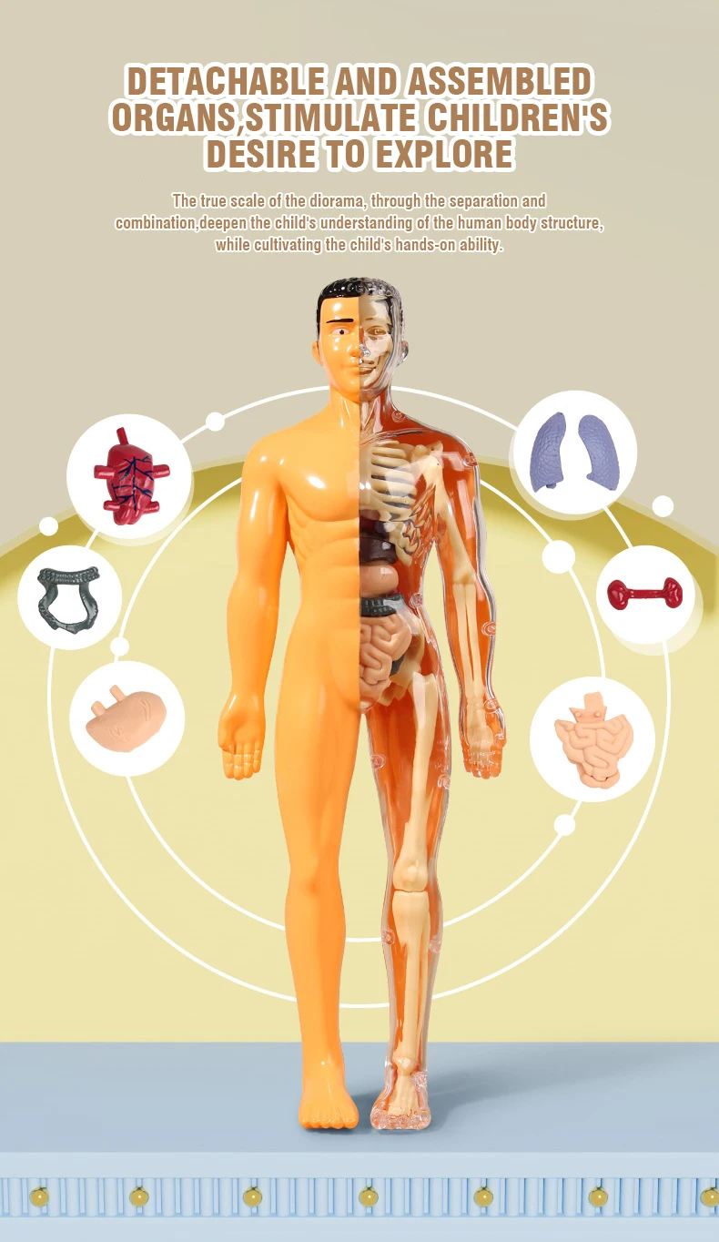 3D Human Body Torso Model for Kid Anatomy Skeleton Removable Simulation Organ and Skeleton Detachable Bone Body Education Models 6