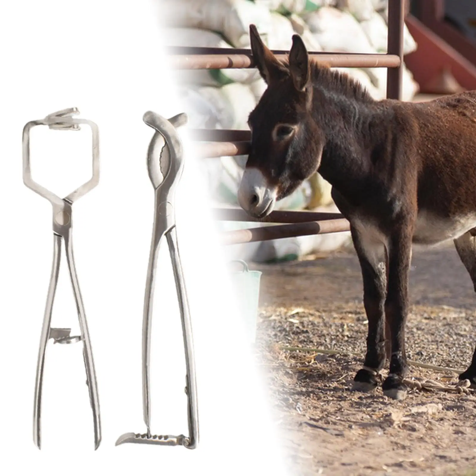 Stainless Steel Bander Livestock Castration Solution Heavy Duty Opener Castrating Plier for Lambs Calves Piglets Veterinary Stainless Steel Bander Livestock Castration Solution Heavy Duty Opener Castrating Plier for Lambs Calves Piglets Veterinary