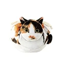 Calico cat