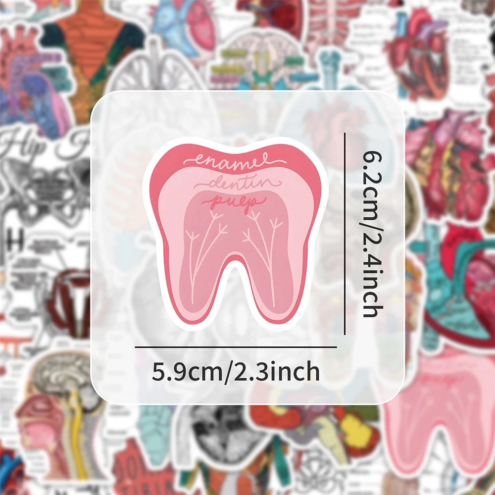 10/30/50pcs Cartoon Human Organ Medical Anatomy Stickers Decals Kids Toy Skateboard Motorcycle Phone Car Cool Waterproof Sticker