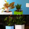 Indoor Plants Water Level Indicator Hydroponic Plant Meter Buoy Water Shortage Reminder Display Plug Potted Moisture Gauge Tools 6