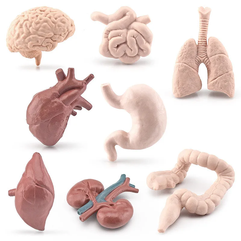 8Pcs Human Torso Body Organ Miniature Anatomy Organs Model Education Montessori Cognitive Toy Kids Boy Girl Collection Figurines 3