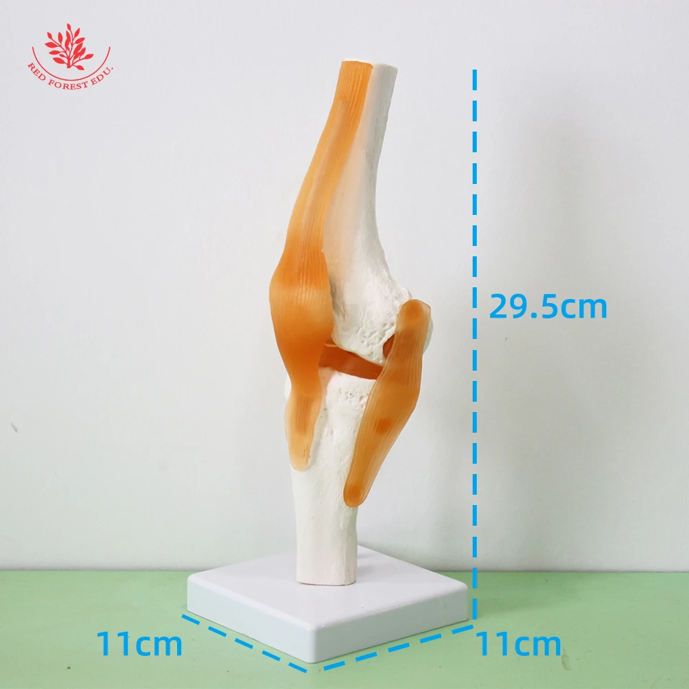 Human Joint Model Life-size One Set Ligament Hand Shoulder Elbow Hip Knee Foot FORESTEDU Medical Science Educational Tools
