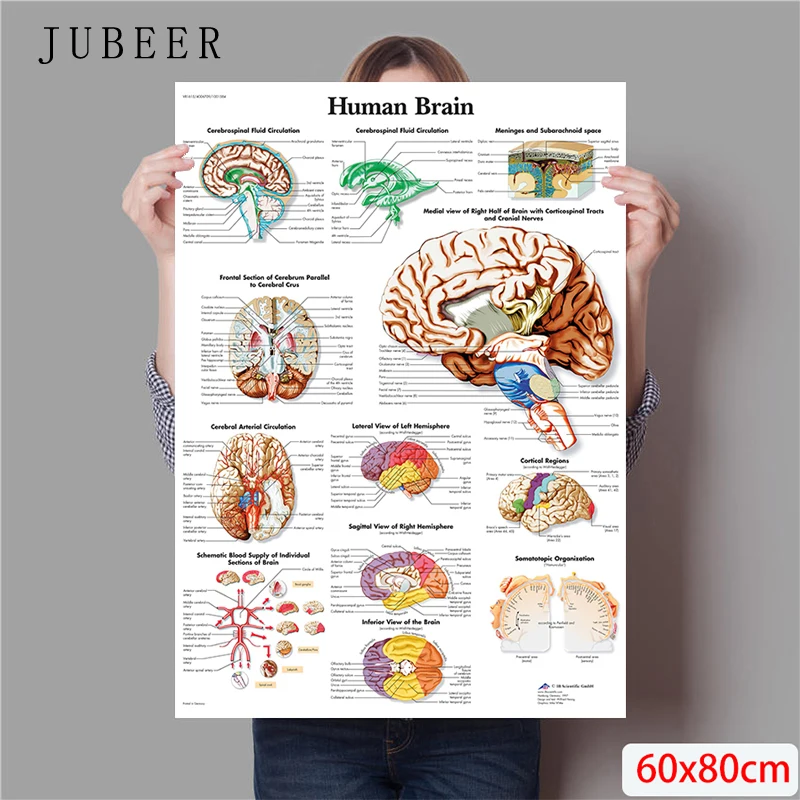 Body Structure Skeleton & Nervous System Anatomy Canvas Art - Educational Medical Decor Print