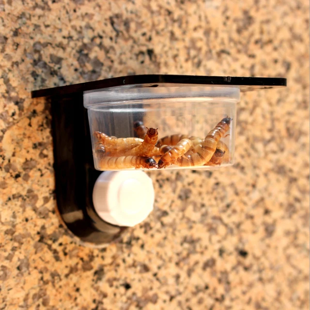 Reptile Tank Insect Spider Ants Nest Snake Gecko Food Water Feeding Bowl Terrarium Breeding Feeders Box Reptile Ideal Feeder
