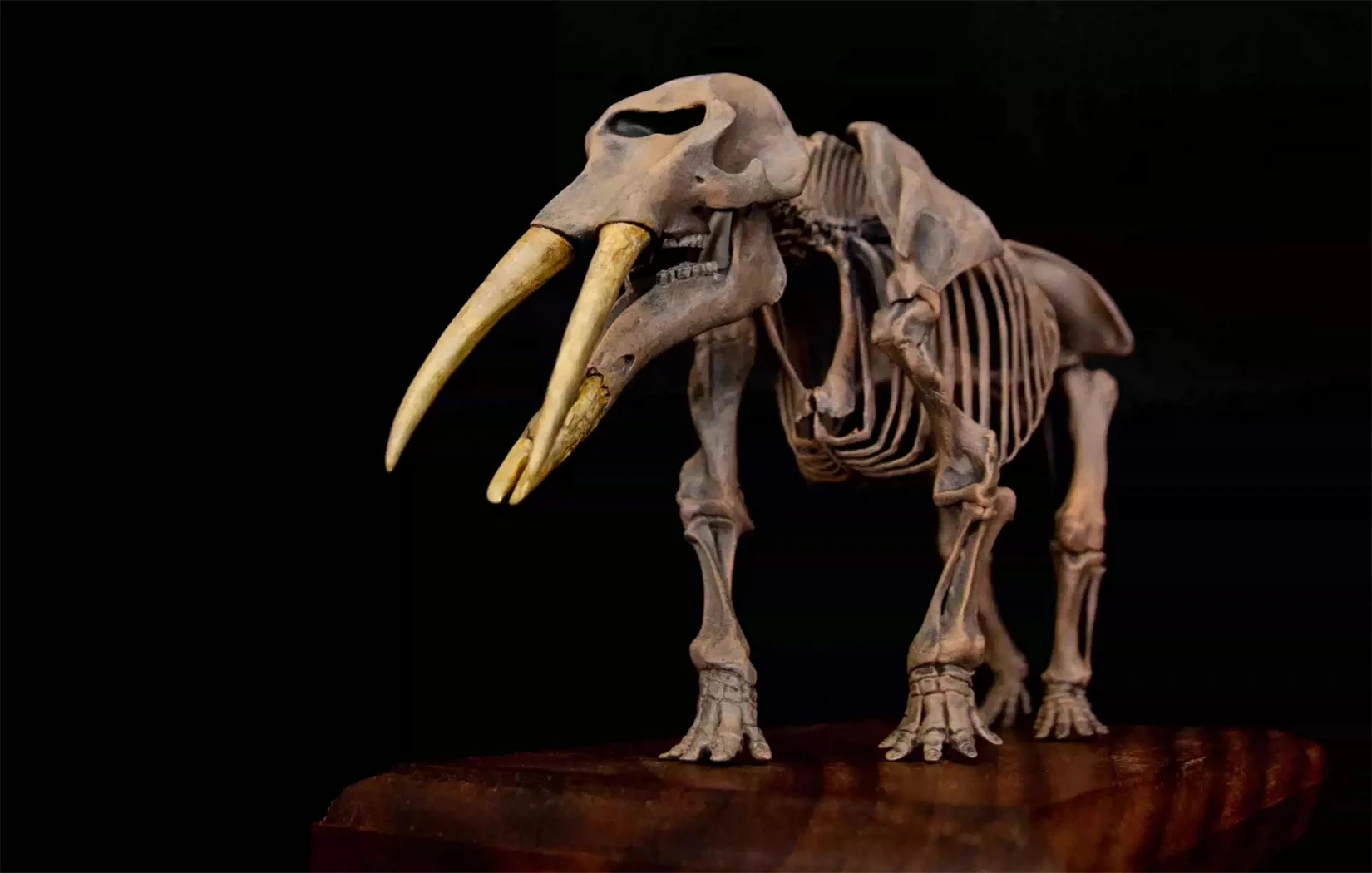 Gomphotherium Skeleton
