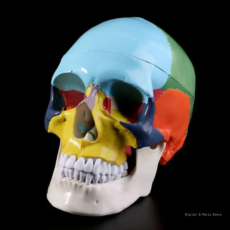 

M17F Life Size Colorful Human Skull Model Anatomical Anatomy Medical Teaching Skeleto